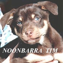 NOONBARRA TIM