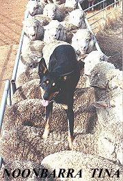 A HAPPY NOONBARRA TINA ON TOP OF THE SHEEP