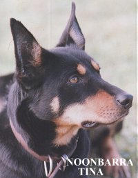 NOONBARRA TINA - One of our best Kelpies