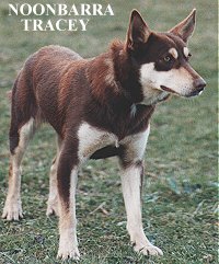 NOONBARRA TRACEY - A FULL SISTER TO NOONBARRA TIM, THE SIRE OF NOONBARRA GABE ETC.